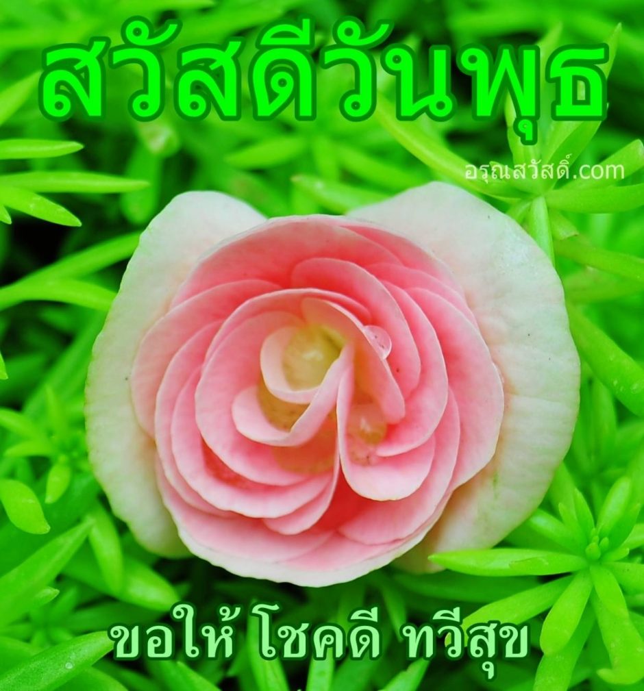 สวัสดีวันพุธ